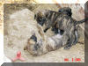Great Dane Puppies , Great Danes for Sale , Great Dane Breeders